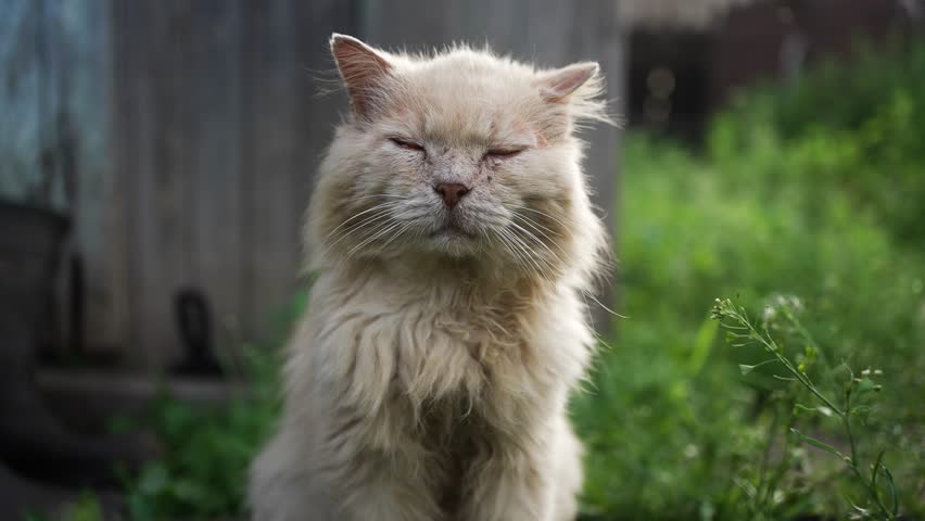 Senior light-furred cat lying comfortably in sunny garden, relaxing with closed eyes and peaceful demeanor amid soft daylight