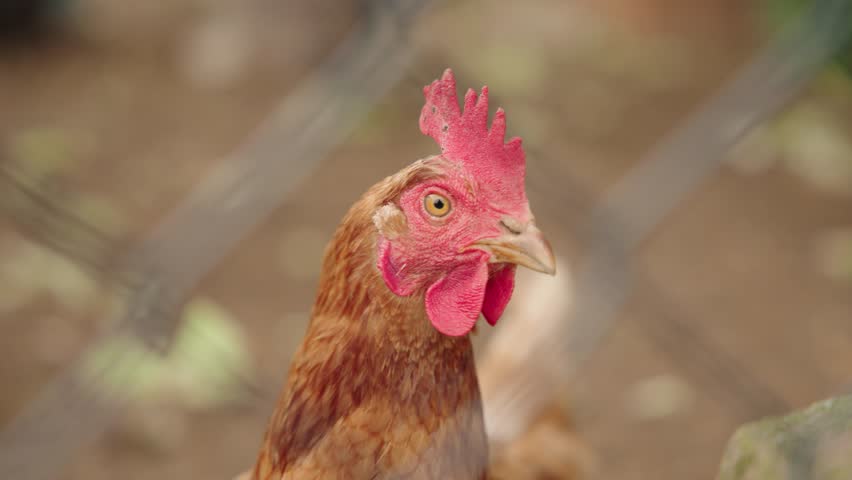 Detailed Close-up of a Domestic Brown Chicken with Red Comb and Wattles in a Soft-Focus Farm Environment