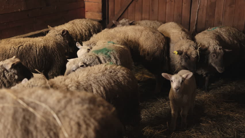 Sheep huddled, Flock sheep, Shelter barn. Flock sheep huddled together inside dimly lit barn. Natural wool sheep appears thick and slightly matted, creating sense warmth and coziness in barn, tranquil