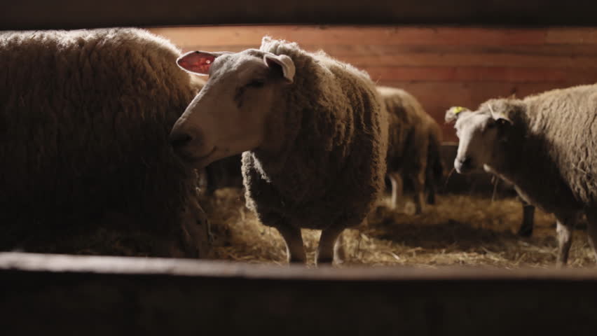 Warm barn, Farm animals, Wooden beams. Sheep is standing in cozy wooden barn alongside other sheep, embodying rustic feel and tranquility farm life in protected setting.