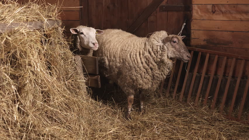 Sheep barn, rustic barn, hay pile. Sheep stands calmly in rustic barn, positioned next to pile of hay. Sheep
