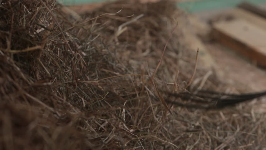 Barn setting, hay texture, natural materials. In barn setting, close-up dry hay and slightly visible farm tool in background captures peaceful rhythm farm life and natural simplicity it embodies.