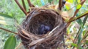 A close-up view of a newborn baby bird and a speckled egg inside a finely woven nest, nestled securely among green branches and leaves in a natural outdoor setting. - Powered by Shutterstock - Get 15% off with code: PIKWIZARD15
