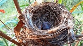 A close-up view of a newborn baby bird and a speckled egg inside a finely woven nest, nestled securely among green branches and leaves in a natural outdoor setting. - Powered by Shutterstock - Get 15% off with code: PIKWIZARD15