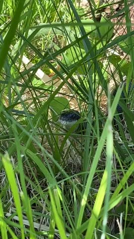 Large black snake slithers through grass
