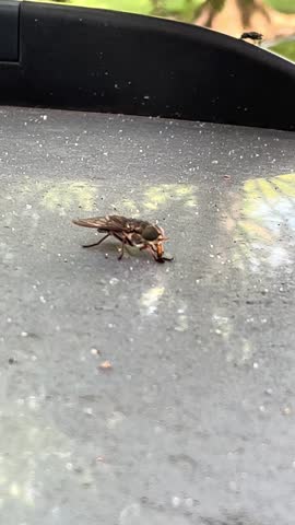 Horsefly feeding on sap on a car