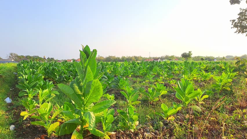 A bright, sunny afternoon in a Madura Island tobacco field, renowned for its high-quality crop used in cigarette production. Lush green tobacco plants thrive in the tropical climate.