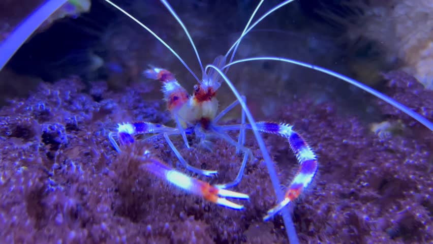 Banded Coral Shrimp Stenopus hispidus is a shrimp-like decapod crustacean belonging to the infraorder Stenopodidea.