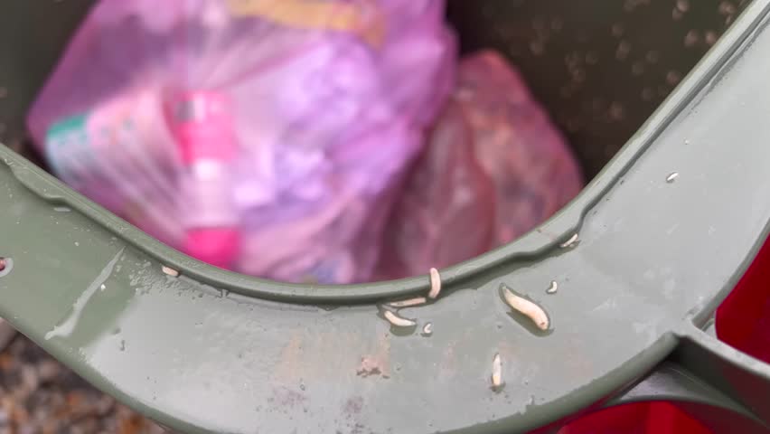 Maggots on rubbish bin surface with trash bags of home household  