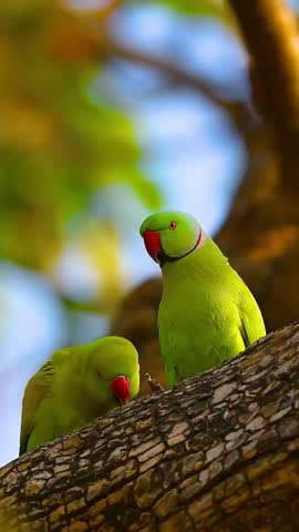 most beatiful Nature scenary lover 