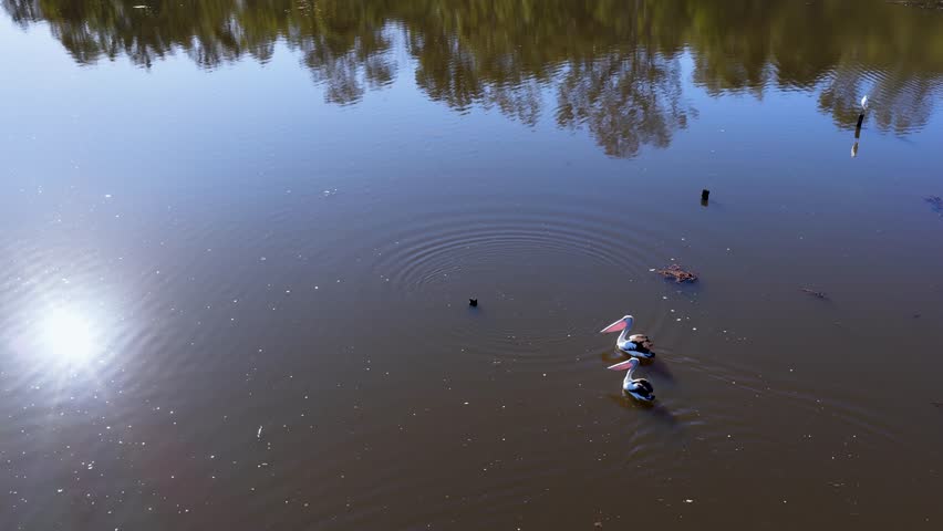 Three Australian pelicans glide across a tranquil lake under bright sunlight, captured in a steady aerial shot with clear reflections and natural surroundings