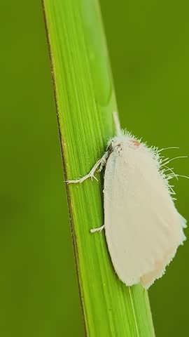 Macro shot of a delicate white moth on a green leaf, with a soft background. Perfect for nature, wildlife, and insect themes.