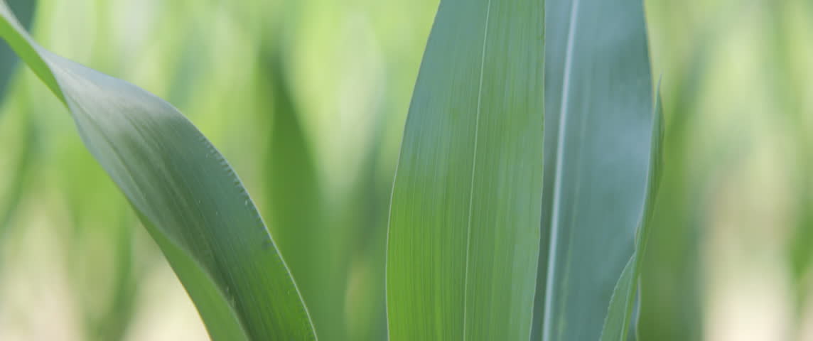 Shallow DOF leaves of green sweetcorn 5.7K scope video