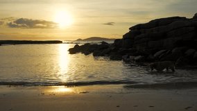 Wide shot of Dog fishing during sunset glow - Powered by Shutterstock - Get 15% off with code: PIKWIZARD15