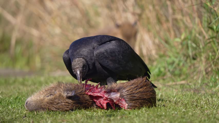 Black Vulture Eating The Flesh Of Capybara Carcass. - closeup shot