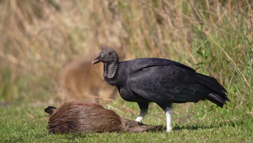 Black Vulture Feeding On The Carcass Of A Dead Capybara. - closeup shot