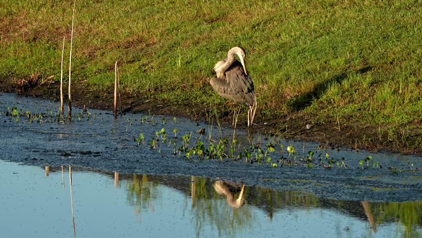 Great blue heron spreads its wing
