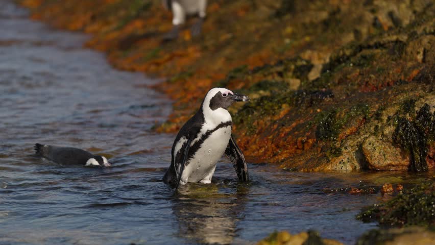 African penguins (Spheniscus demersus) wade through shallow tidal waters along the rocky coastline of Betty’s Bay, near Cape Town, a key habitat for this endangered seabird species, slow motion shot.