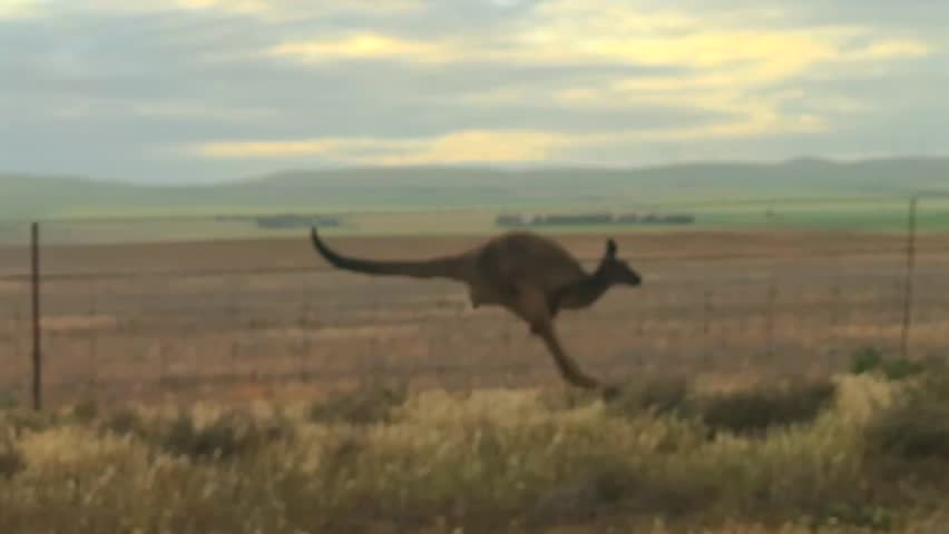 Kangaroo hopping along a wire fence wide shot in slow motion
