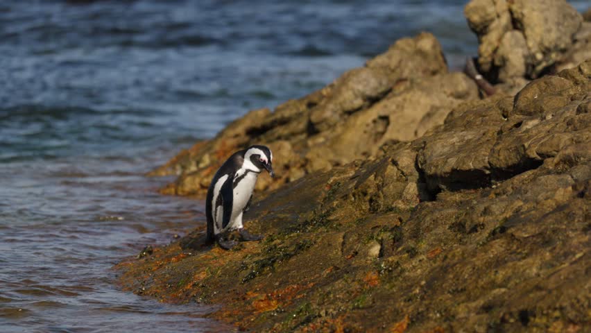 Couple of African penguin (Spheniscus demersus) stands on rugged shoreline rocks at Betty’s Bay near Cape Town, with vibrant moss and the Atlantic Ocean waters surrounding the coastal habitat.