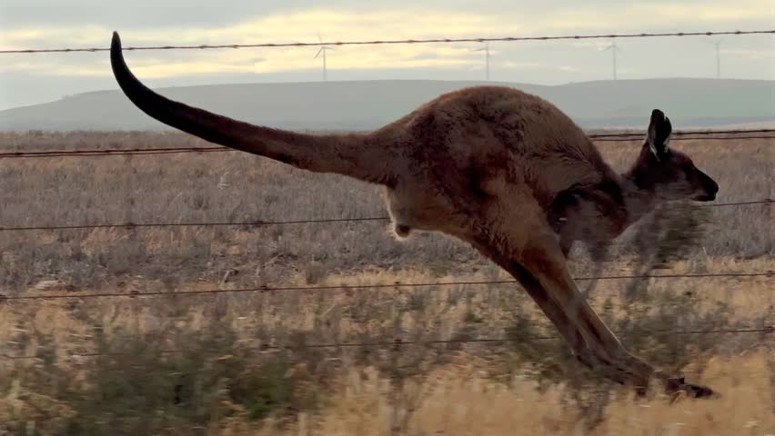 Kangaroo hopping along a wire fence in slow motion close up