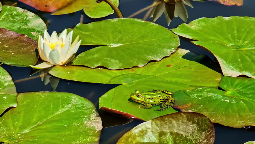 Shot of a green frog on lily pad beside a beautiful white water lily.