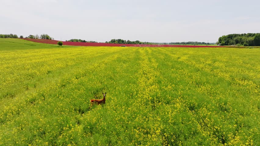 Deer looks at drone in yellow flower field, red clover far behind, slow motion