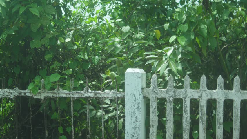 A static view of an old white picket fence with chipped paint, surrounded by dense green foliage and trees, evoking a sense of time, contrast, and natural overgrowth in a warm rural atmosphere.