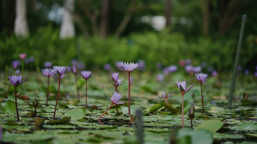 Peaceful purple lotus flowers blooming in a pond, surrounded by green lily pads and soft nature background. Ideal for wellness, spa, or nature-themed content.