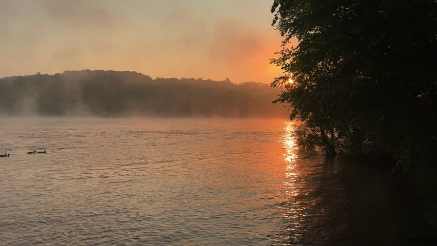 A group of ducks swim to the right during a misty summer sunrise at Pony Pasture (James River) in Richmond, Virginia