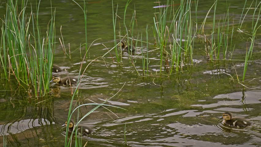 Family Brood of cute baby Ducklings swimming through lake reed grasses
