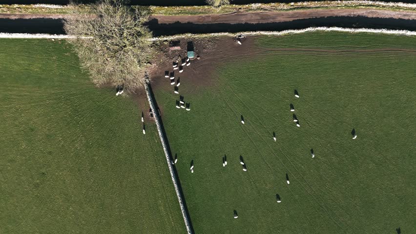 Birdseye view of sheep grazing in lush green pasture enclosed by crisscrossing stone walls in rural Lake District