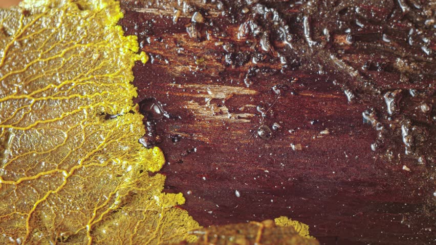 Yellow slime mold plasmodium in pulsating motion over rotten wood time lapse
