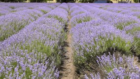 A Beautiful Lavender Field in Full Bloom Bathed in Bright Sunlight and Natures Splendor - Powered by Shutterstock - Get 15% off with code: PIKWIZARD15