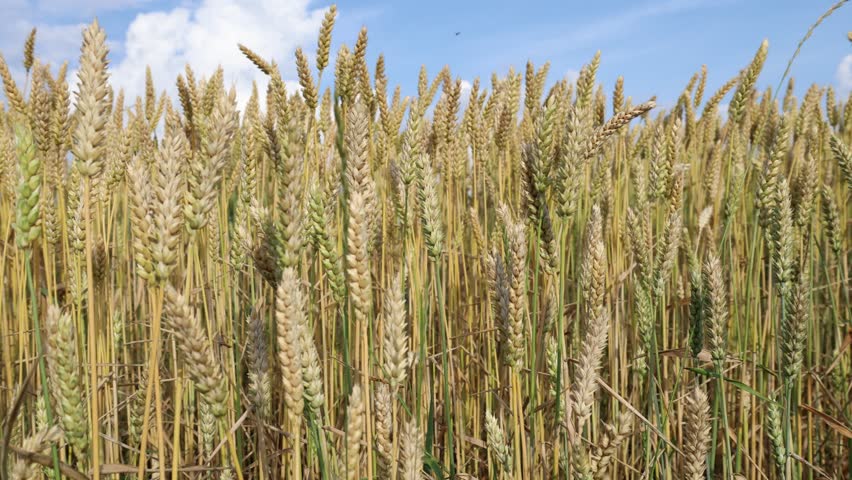 Field of wheat during the summer in Sweden, 2025.