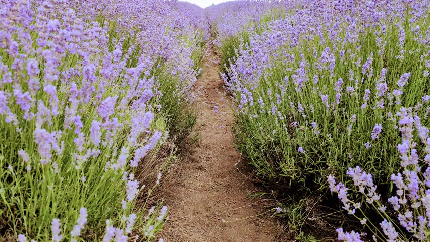 A Serene Lavender Fields Pathway, Surrounded by Beautiful Blooms in Full and Vibrant Bloom