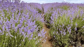Serene Lavender Field Pathway Providing Relaxation and Tranquility in Natures Embrace - Powered by Shutterstock - Get 15% off with code: PIKWIZARD15