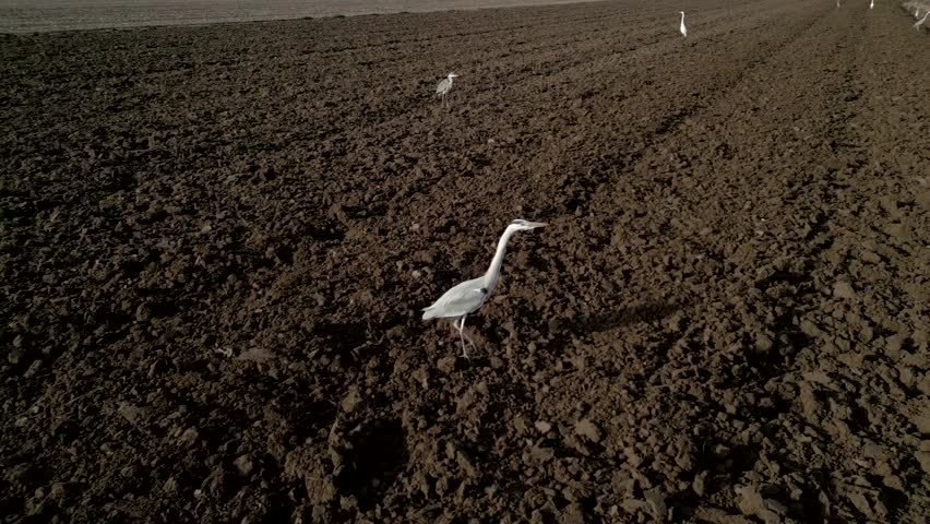 White heron takes off from the agricultural soil. Slow motion 4K