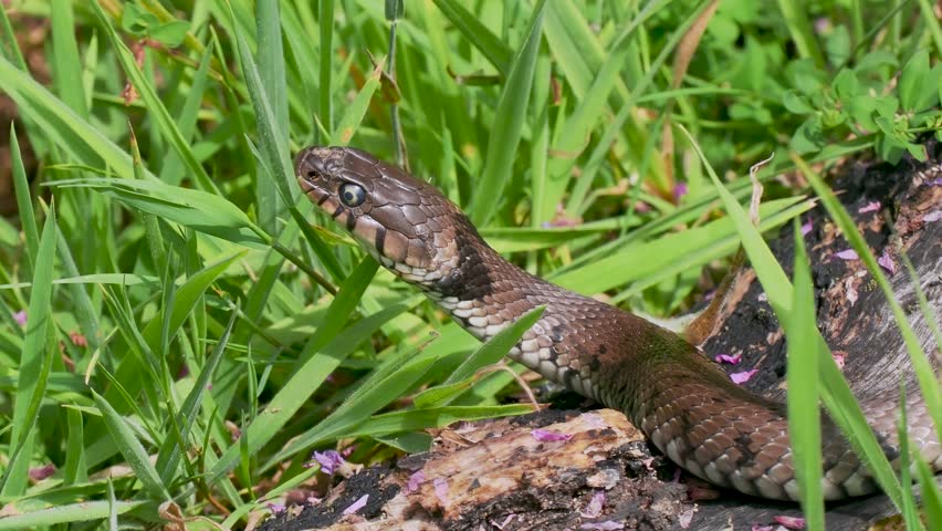 Close up of a Grass Snake. Tongue Flicking.