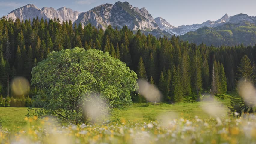 Scenic mountain landscape with blooming wildflowers in the foreground during early morning light. Montenegro, Durmitor National Park. Gimbal shot