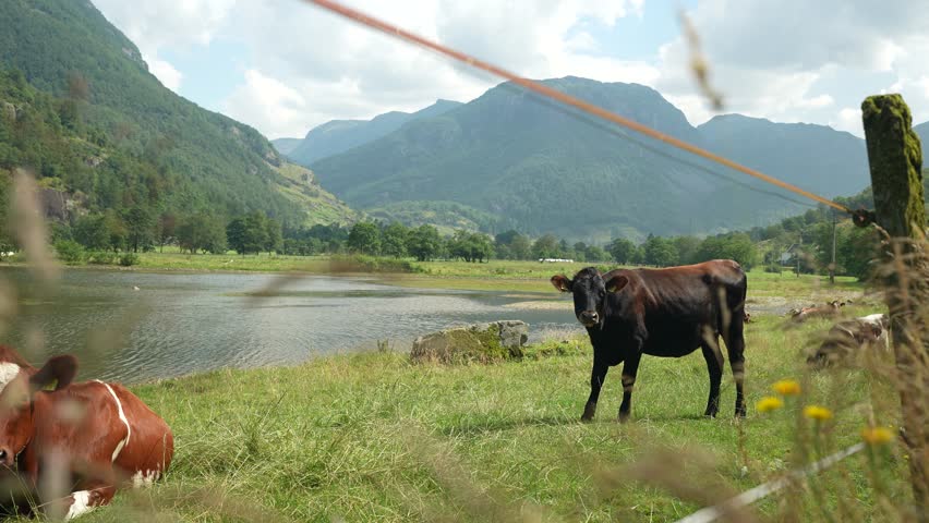 In a serene valley, a brown cow grazes near a calm lake with rolling green hills and majestic mountains in the background under a bright blue sky.