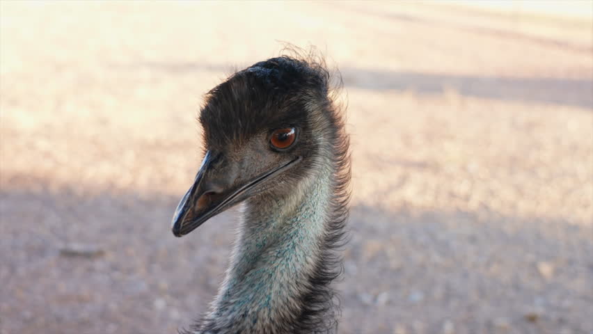 Close up shot of Emu head, Australia