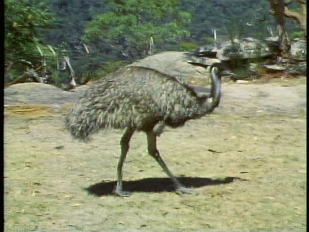 Emu Ostrich Like Bird Medium Shot Stock Footage Video 100 Royalty 