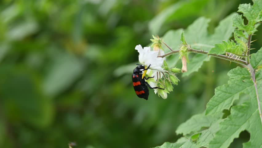 Hycleus polymorphus eating white flower. It  is a species of Blister Beetles belonging to the family Meloidae subfamily Meloinae.  They eat all types of flowers.
