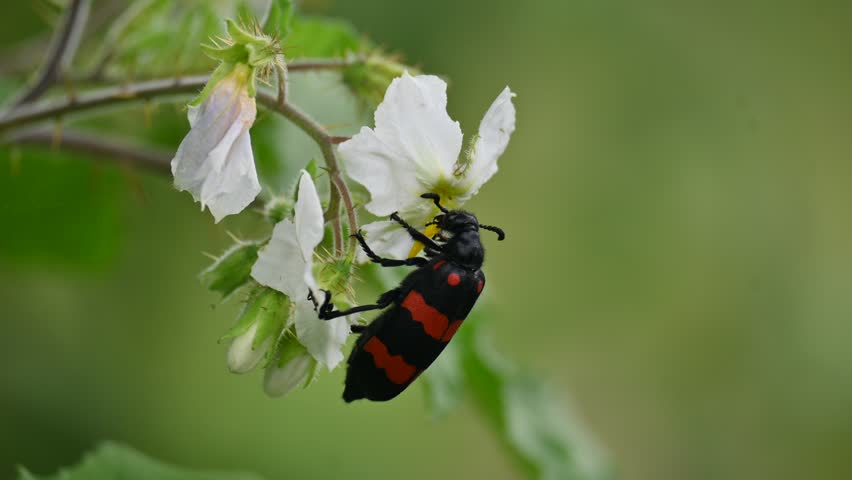 Hycleus polymorphus eating white flower. It  is a species of Blister Beetles belonging to the family Meloidae subfamily Meloinae.  They eat all types of flowers.
