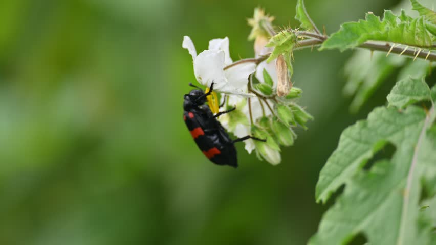 Hycleus polymorphus eating white flower. It  is a species of Blister Beetles belonging to the family Meloidae subfamily Meloinae.  They eat all types of flowers.
