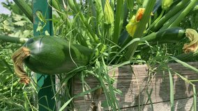 Three large zucchinis with blossoms growing in a raised garden bed. Homegrown vegetables in a backyard urban garden on a bright summer morning. - Powered by Shutterstock - Get 15% off with code: PIKWIZARD15