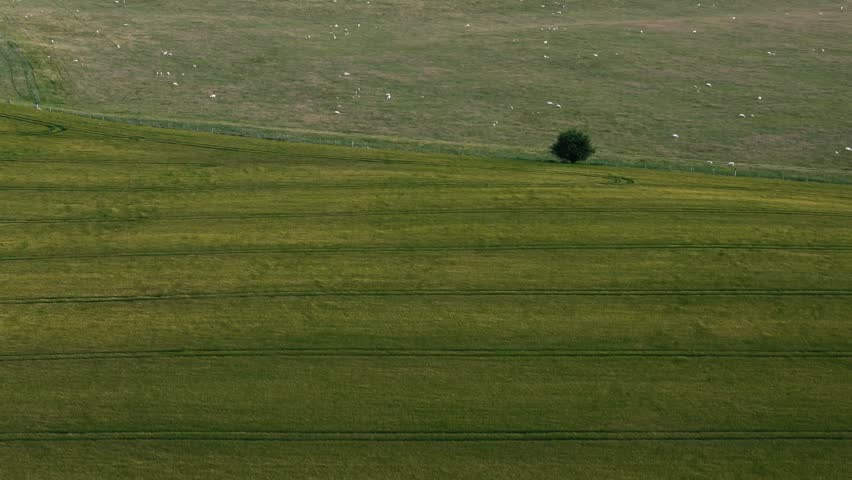 Stationary top-down shot of breezy grass field with tree and sheep in background