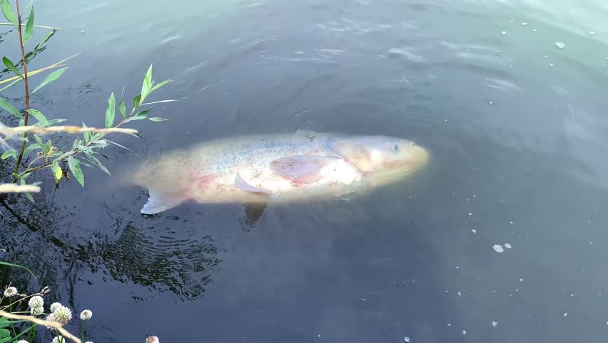 Dead fish on shore of river,lake in polluted dirty water by waste.Diseased fathead in pond breathing with his last strength,in convulsions