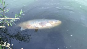 Dead fish on shore of river,lake in polluted dirty water by waste.Diseased fathead in pond breathing with his last strength,in convulsions - Powered by Shutterstock - Get 15% off with code: PIKWIZARD15